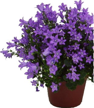 2013-04-29_Campanula.jpg