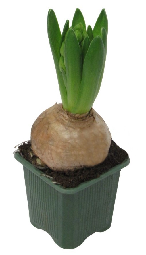 Hyacinthus_grün_01.JPG