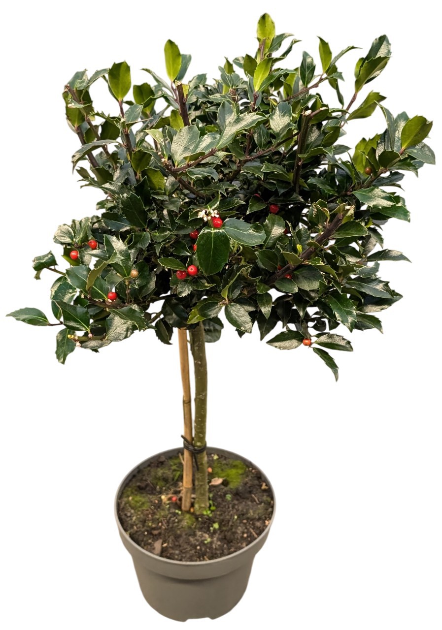 Ilex_aquifolium_Stamm_T23_106350_01.jpg