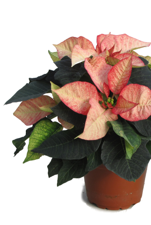 Poinsettia_T12.jpg