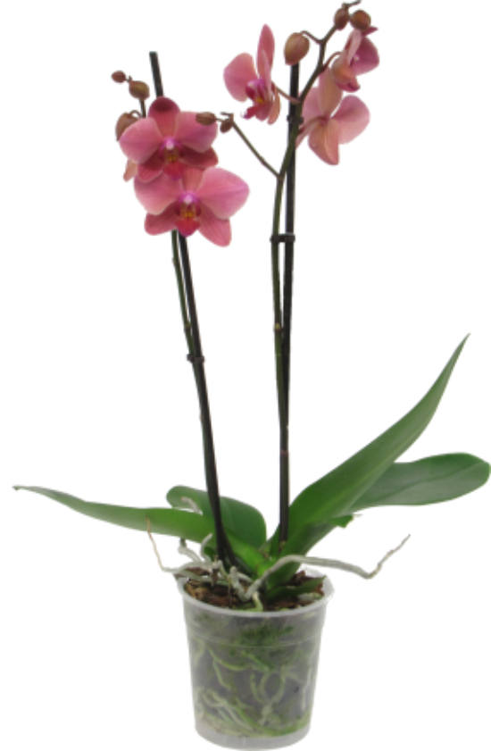 phalaenopsis2risperT12_01.jpg