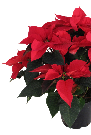 poinsettia_busch_T19.jpg