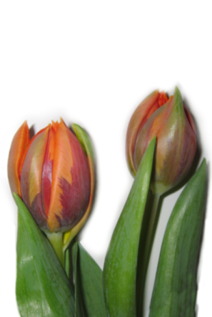 tulpe_orange_princess.jpg