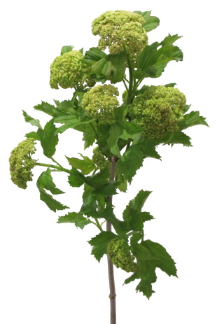 viburnum_opulus_schneeball_neu.jpg